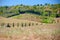 Tractor along a dirt driveway of cypresses in Tuscany near San Miniato