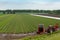 Tractor on a bulb field in Abbenes.