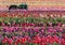 Tractor in colorful tulip filed in Woodburn, Oregon