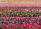 Tractor in colorful tulip filed in Woodburn, Oregon