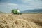 Tractor and combine harvested