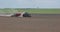 Tractor cultivator or seeder plows the land, prepares for crops. dust on field