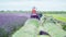 Tractor cuts purple lavender plants