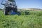 Tractor cutting and swathing alfalfa