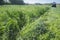 Tractor cutting and swathing alfalfa