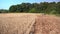 Tractor disking stubble field. Walking toward machine cultivating soil