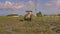 Tractor Driver Ploughs Wet Rice Field Birds Fly Peck Seed