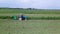 Tractor drives through the field and collecting and baling silage, grass and tops after harvesting on countryside