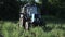 Tractor drives over the potato field. Harvesting potatoes with using tractor.