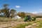 A tractor driving through lavender fields