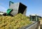 A tractor empties a bulk storage bin full of white wine grapes in the steel harvest trailer during the harvest