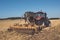 tractor equipped with a stubble cultivator in action in the cereal fields after the harvest