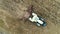 Tractor and feeding storks in a field, aerial view of agriculture landscape