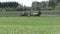 Tractor fertilize crop field at herbicides, pesticides. Panning