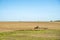 Tractor in the field. Agricultural machinery. Agricultural farm tractor during tillage of soil and field after harvest.