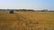 Tractor in field with storks