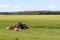 Tractor on the field, surrounded by storks