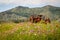 Tractor in Flower Field