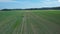 A tractor goes across the field spraying fertilizer on agricultural plants on the plantation.