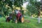 Tractor with harrow the garden apple trees in yard