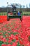 Tractor harvest red tulips