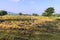 Tractor harvester tracks in muddy rice field