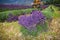 Tractor harvesting field of lavender, France