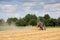 Tractor harvesting wheat field