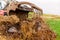 tractor and its telescopic fork handling manure for spreading in the fields