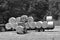 A tractor loads fresh hay on a trailer gray scale