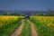 Tractor machine used in agriculture on a dirt road between two canola cozla fields