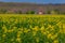 Tractor machine used in agriculture spraying insecticide from a tow on a canola cozla field