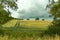 Tractor marks in the corn field