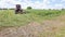 Tractor mounted rotary mower during operation on hayfield