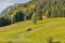 Tractor mowing grass on an alpine lawn