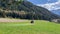 Tractor mowing grass in the field against forest