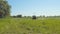 Tractor mowing grass in meadow