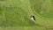 Tractor mows green grass to dry hay - top view overhead aerial shot