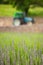 A tractor near a lavender field in summer