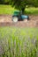 A tractor near a lavender field in summer