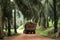 Tractor in oil palm plantation - Series 4