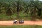 Tractor in oil palm plantation - Series 5