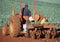 Tractor in paddock with driver and workers planting cabbage seedlings