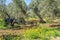 Tractor performing tillage tasks in the olive grove - disc harrows