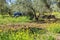 Tractor performing tillage tasks in the olive grove - disc harrows
