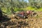 Tractor performing tillage tasks in the olive grove - disc harrows