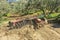 Tractor performing tillage tasks in the olive grove - disc harrows
