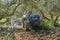 Tractor performing tillage tasks in the olive grove - disc harrows