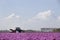 Tractor in pink tulip landscape in the netherlands