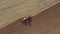 Tractor planting seeds of grain crops in agricultural field aerial top view